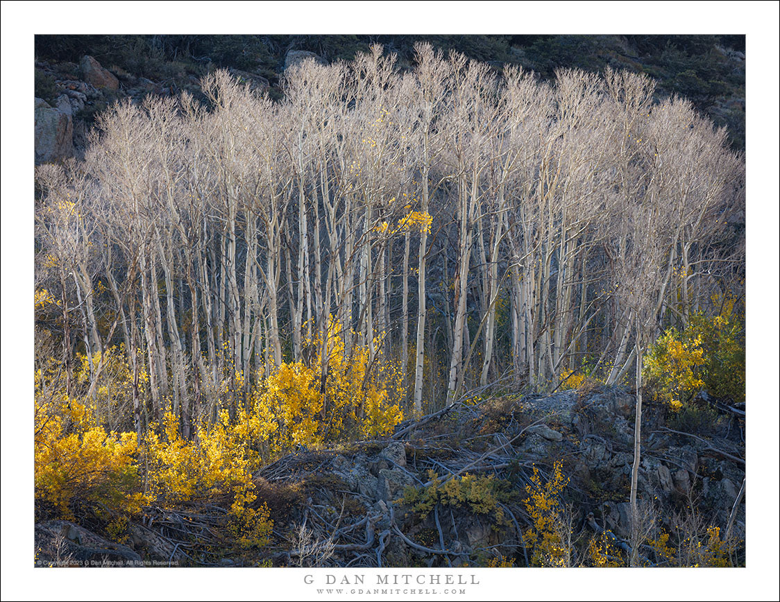 Bare Aspen Trees