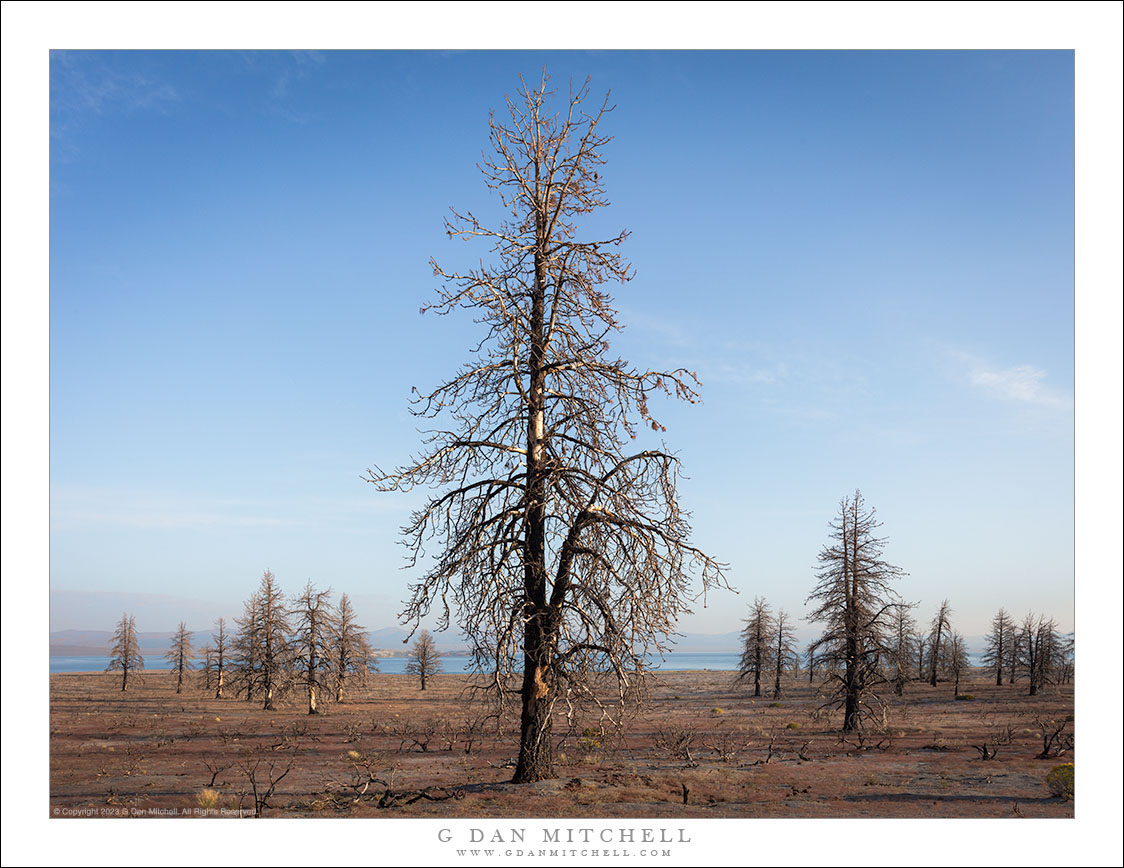 Burned Pines, Morning Sky