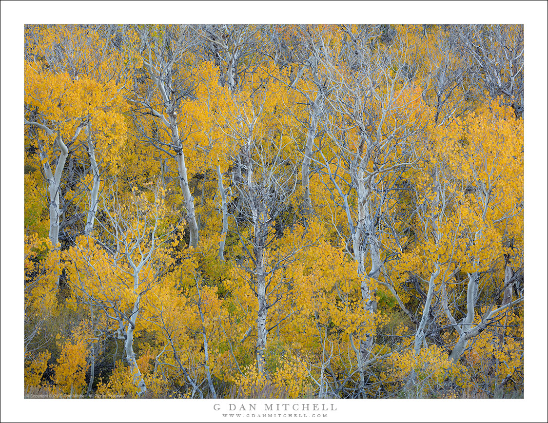 Dense Autumn Aspens