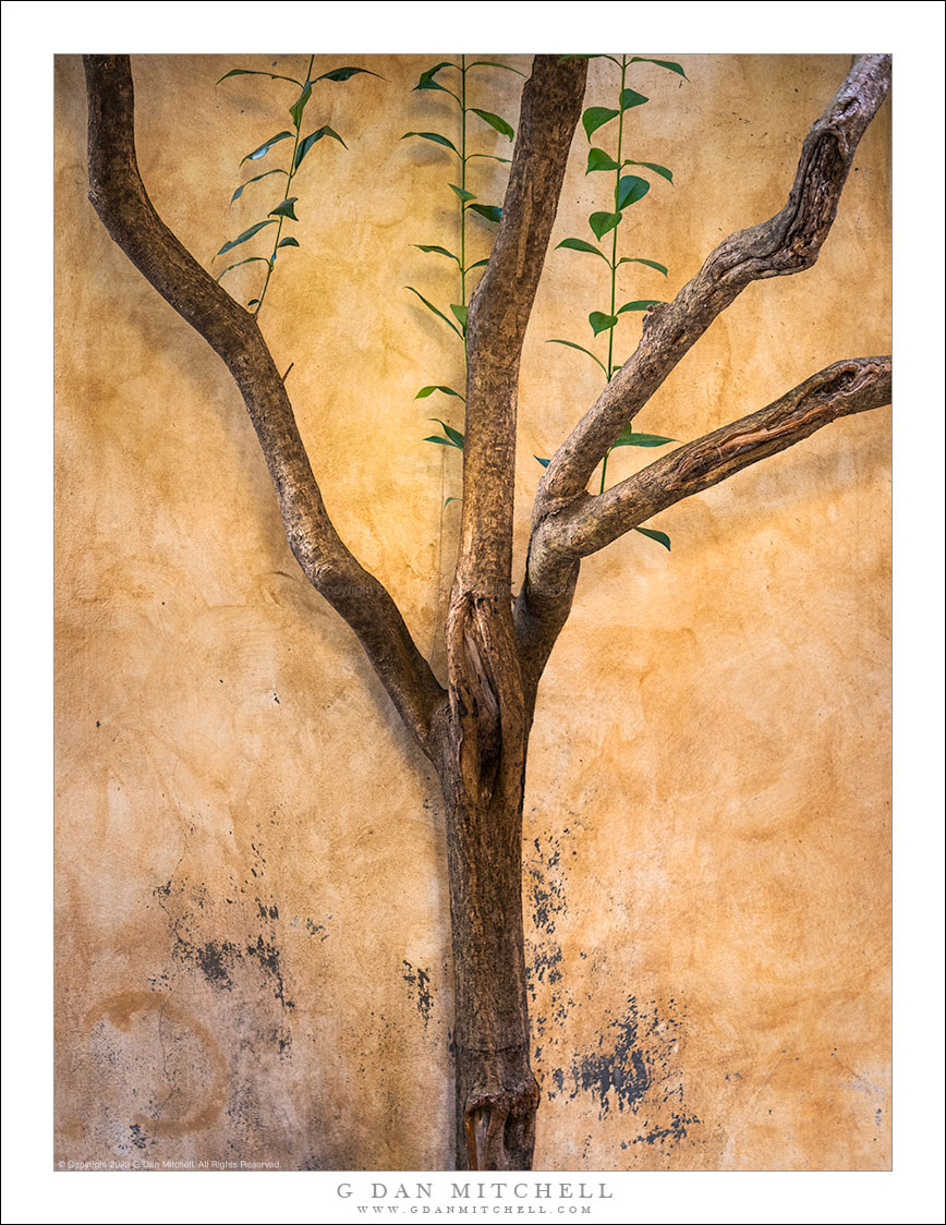 Tree and Wall