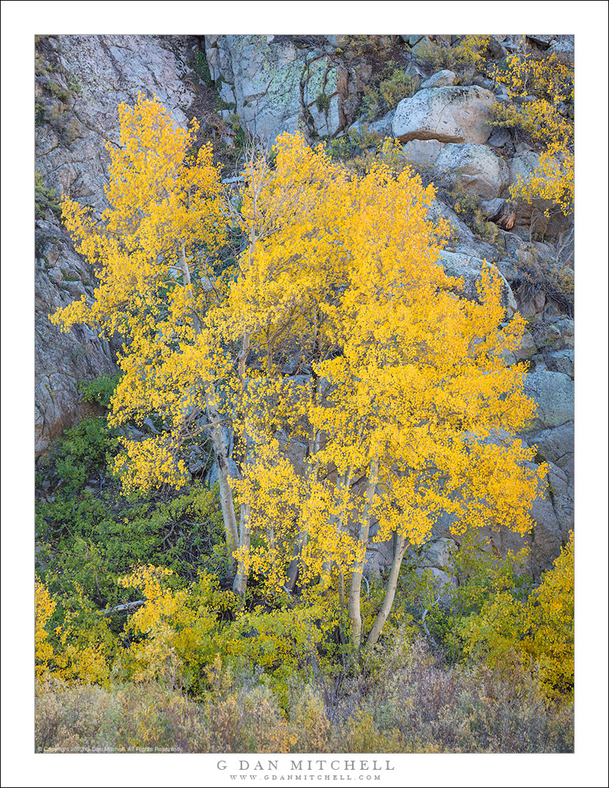 Aspens and Cliff, Autumn