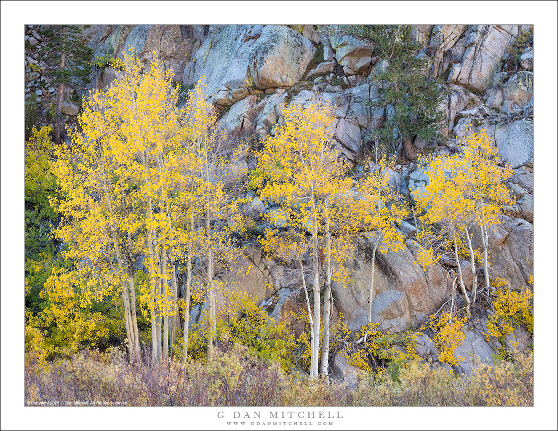 Aspens in a Row