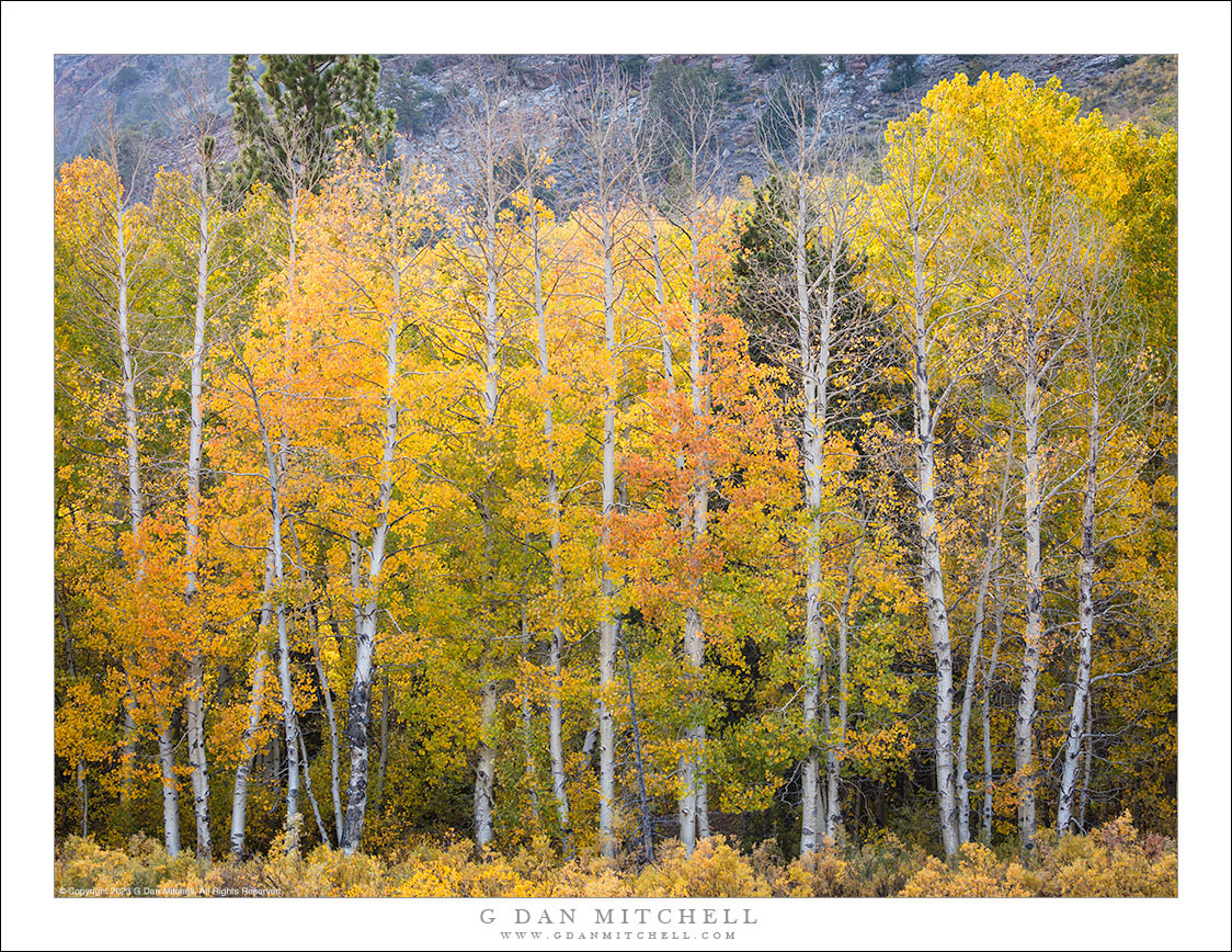 Autumn Aspens in a Row