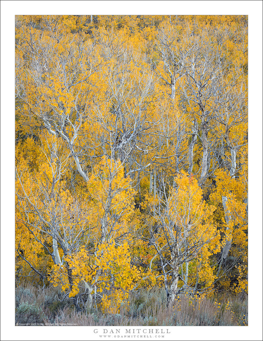 Aspens, Living and Dead