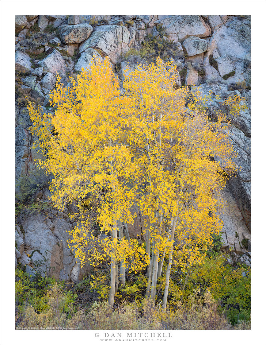 Autumn Aspens, Rocky Face