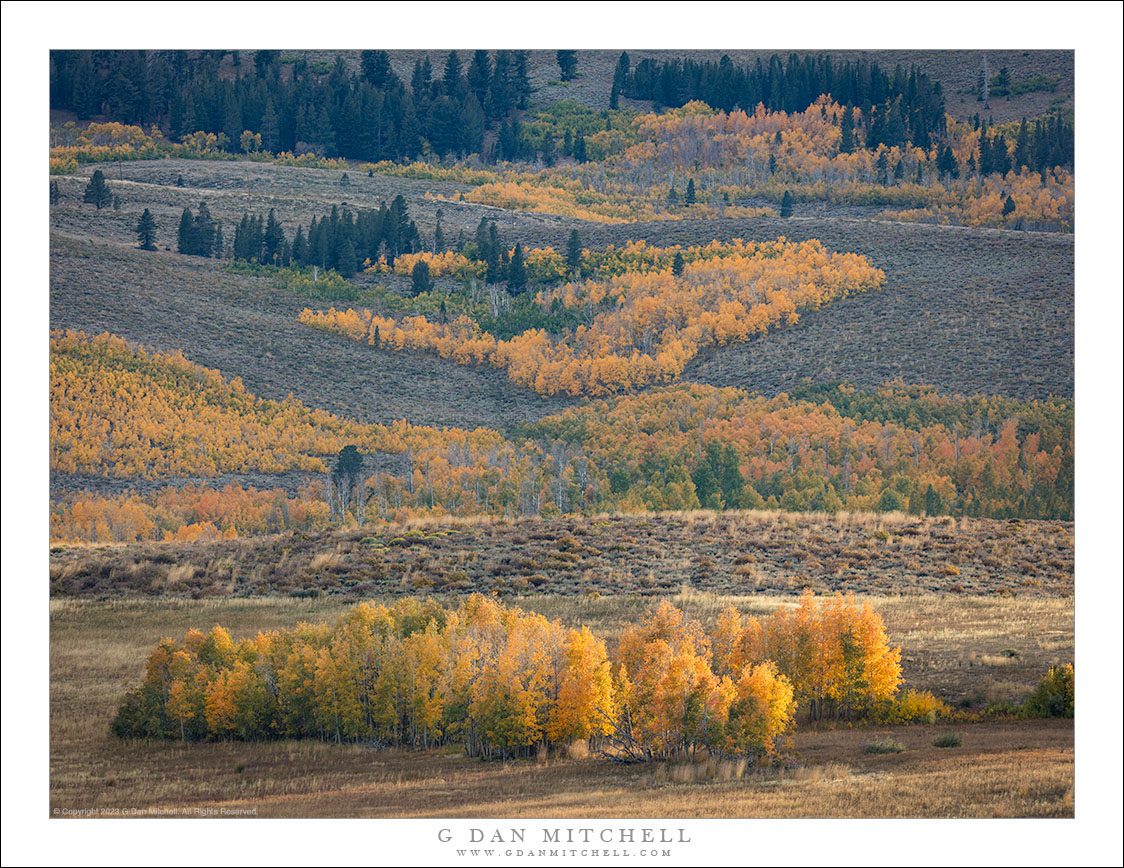 Aspens, Evening Light