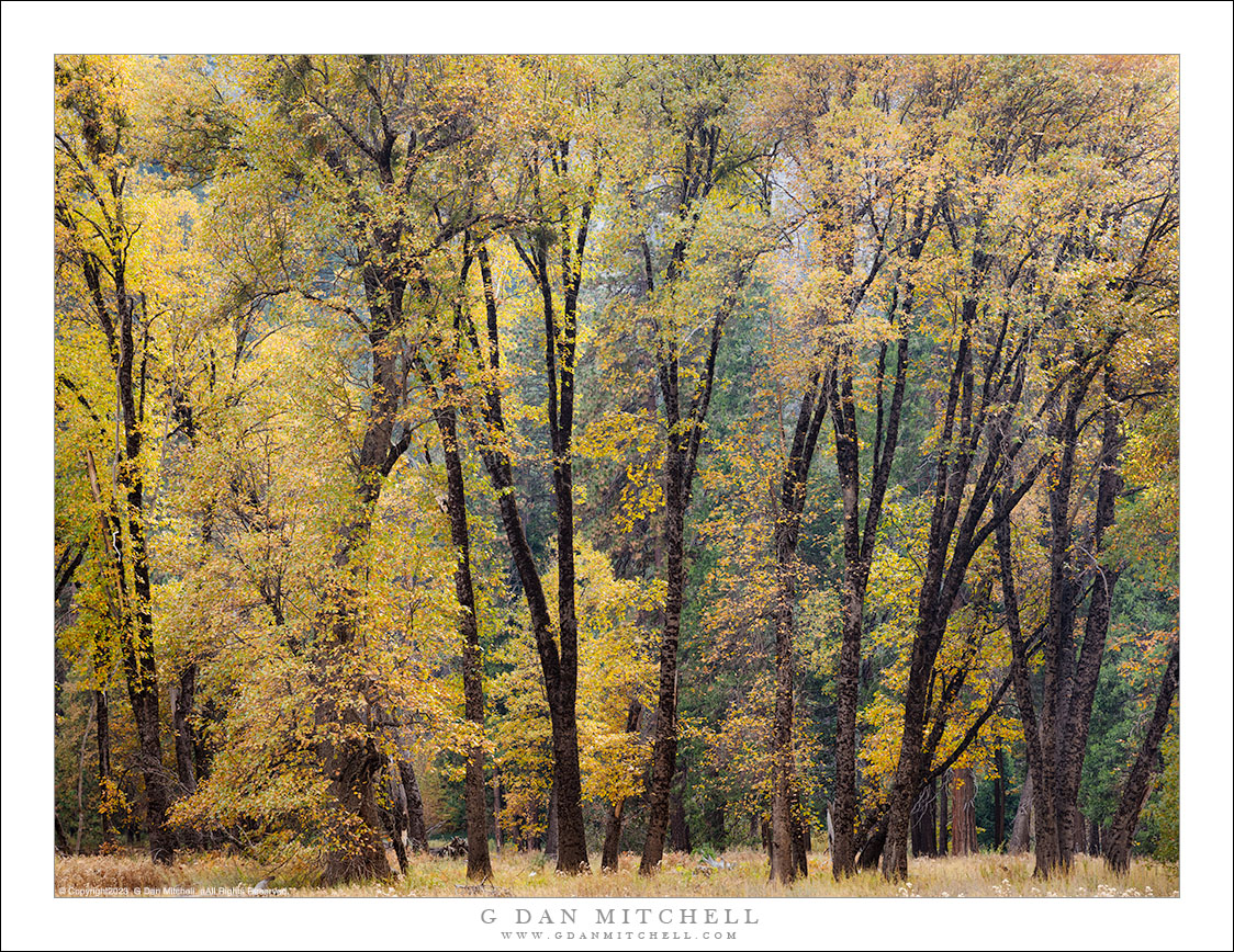 Black Oaks, Autumn