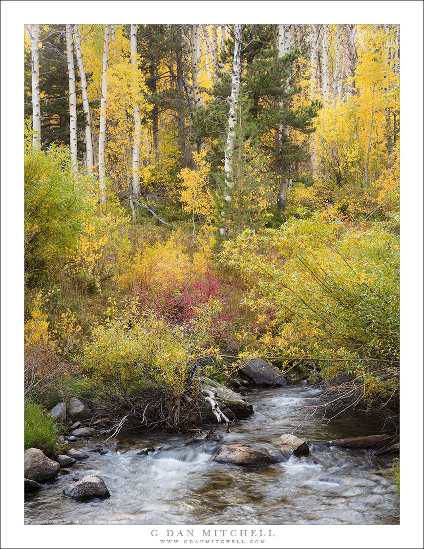 Autumn Forest and Creek