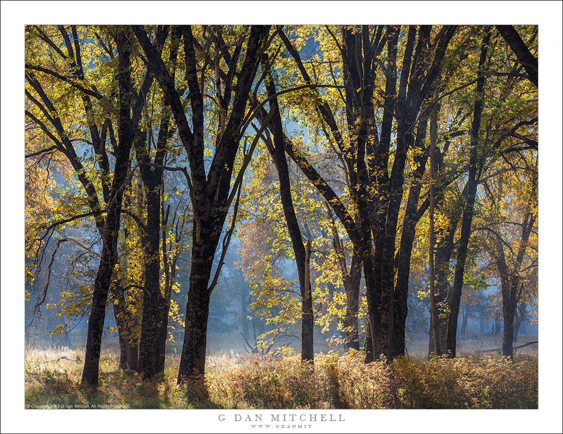 Autumn Oaks, Morning