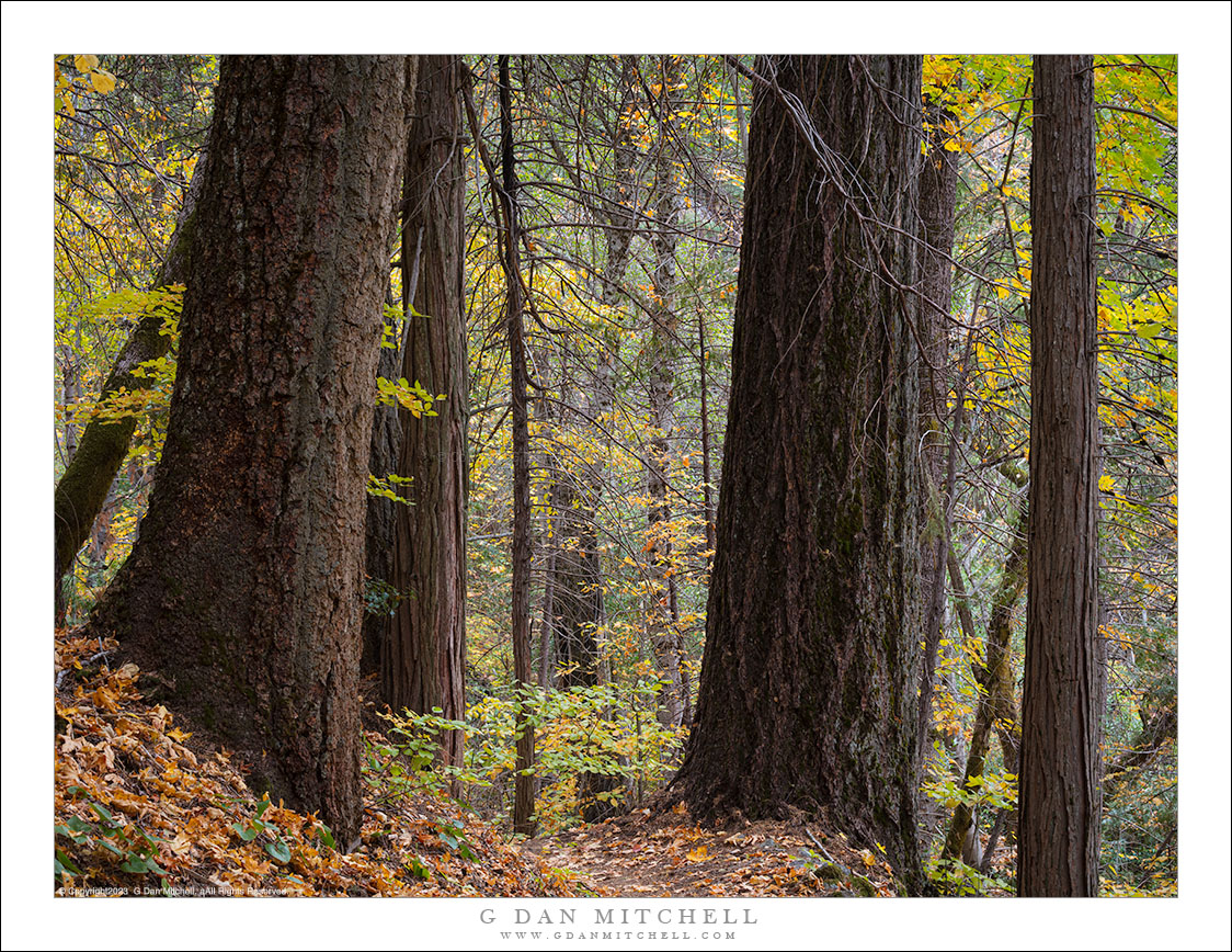 Forest Path, Autumn