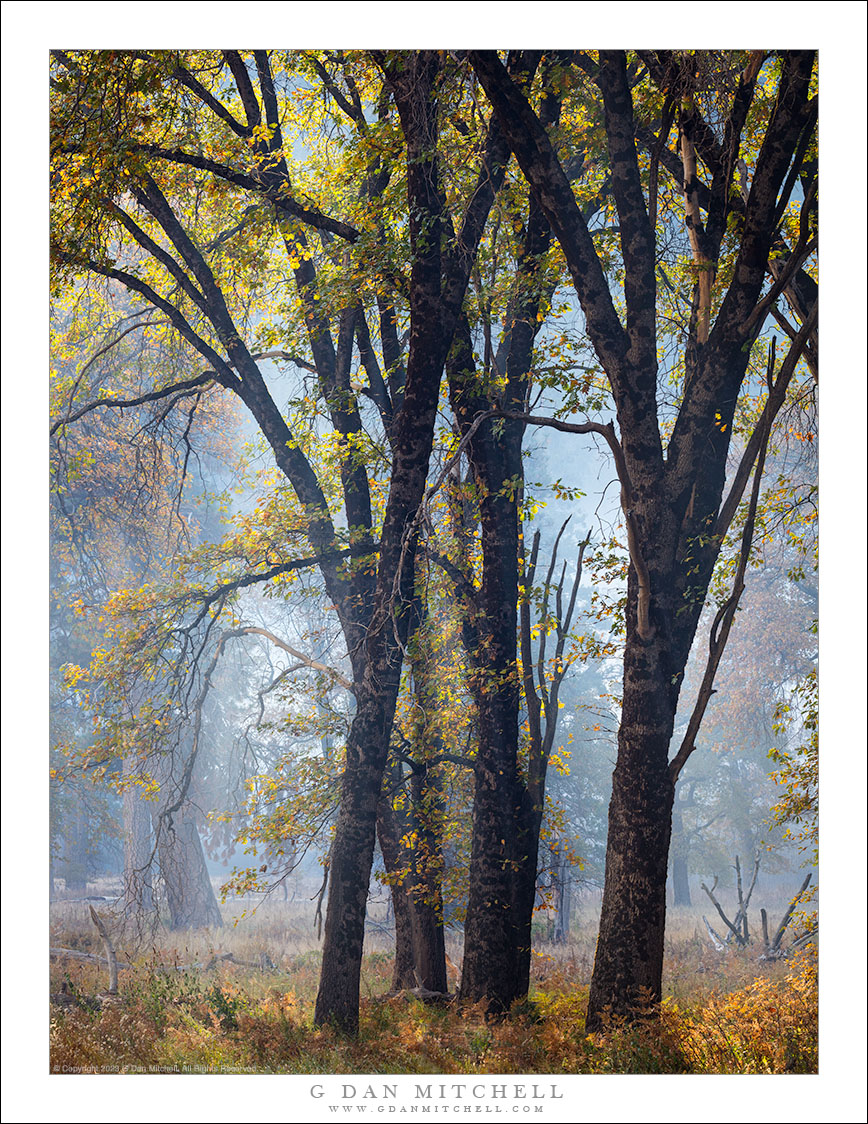 Black Oaks, Smoke