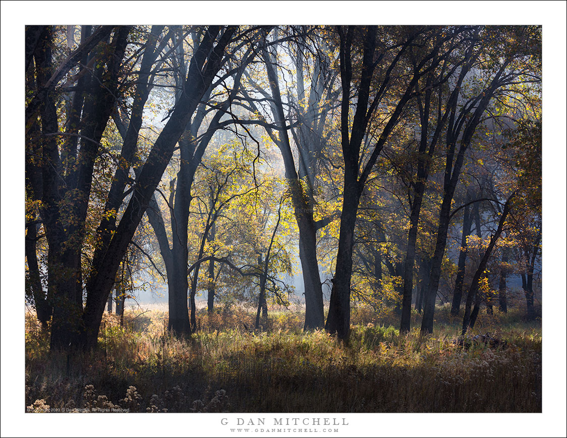 Black Oak Trees, Morning Haze