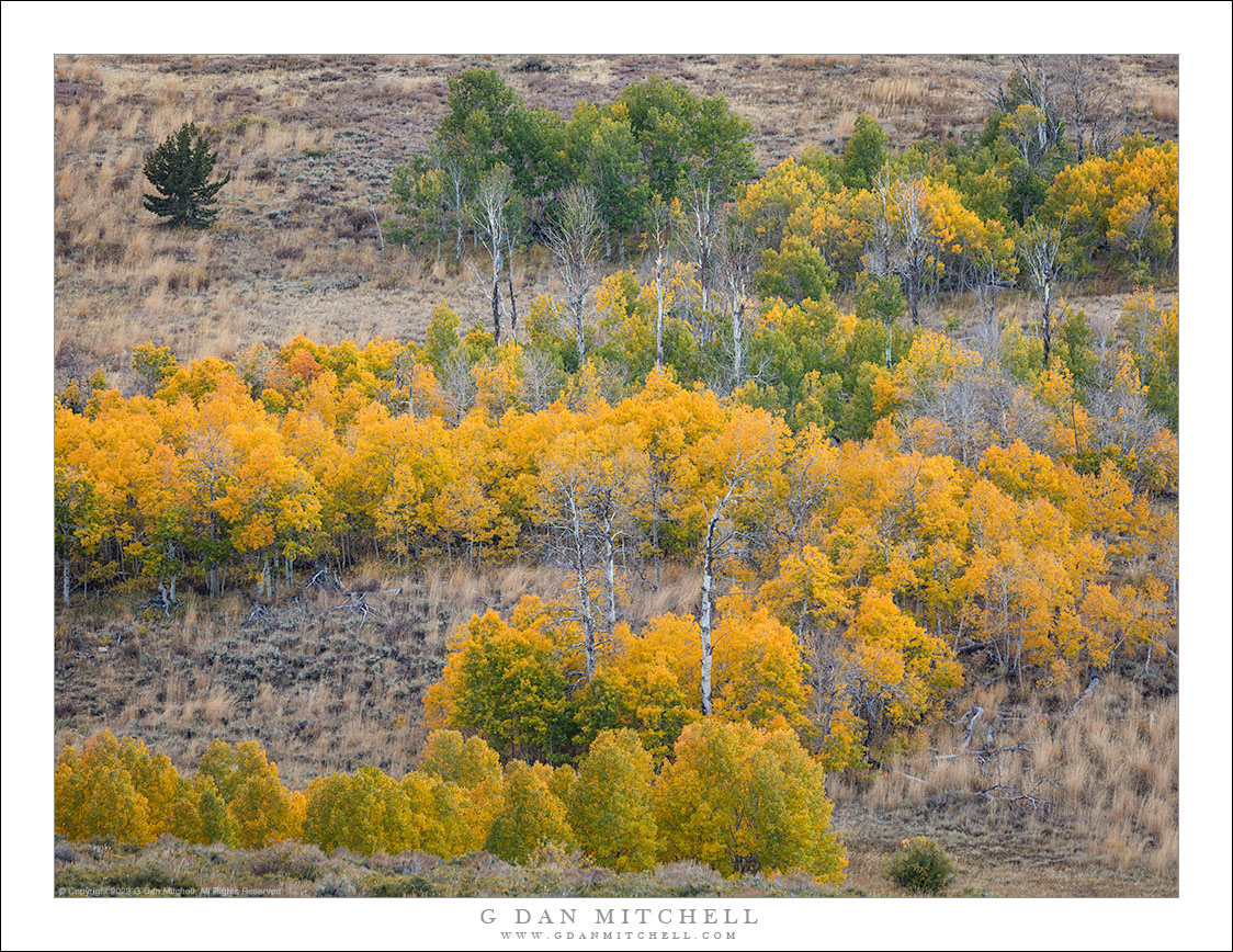 High Desert Aspens in Transition