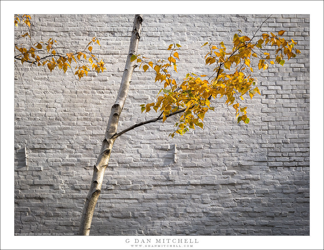 Autumn Tree, Brick Wall