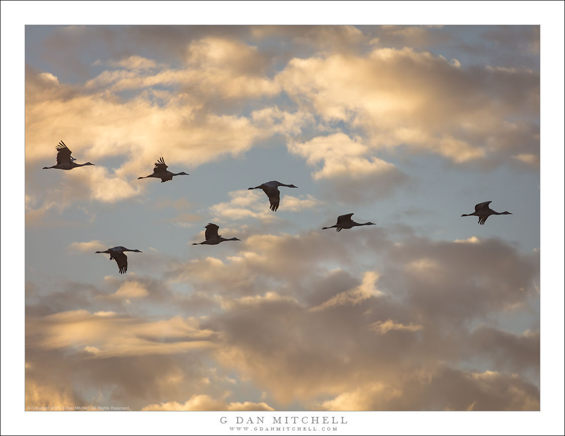 Cranes in Silhouette