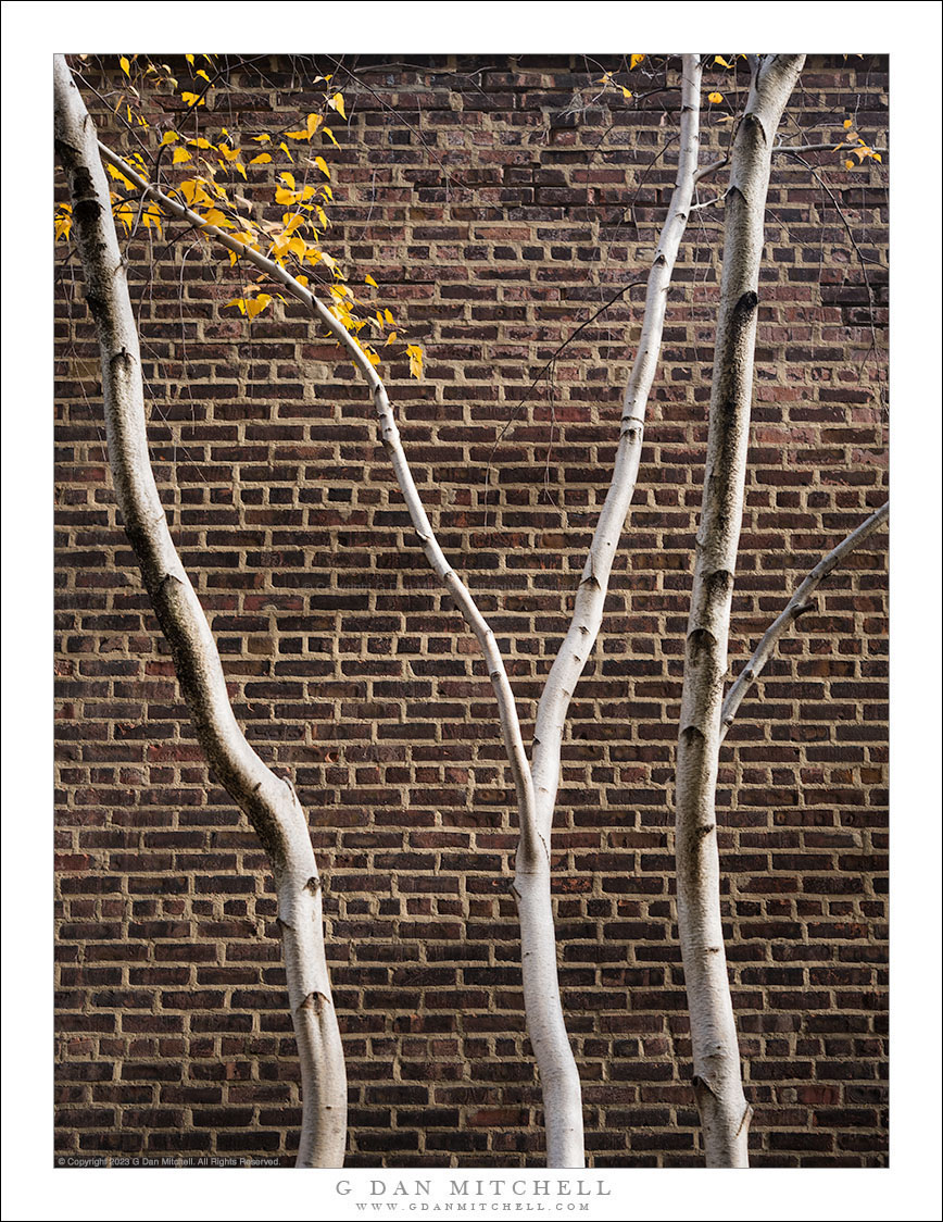 Three Autumn Trees, Brick Wall