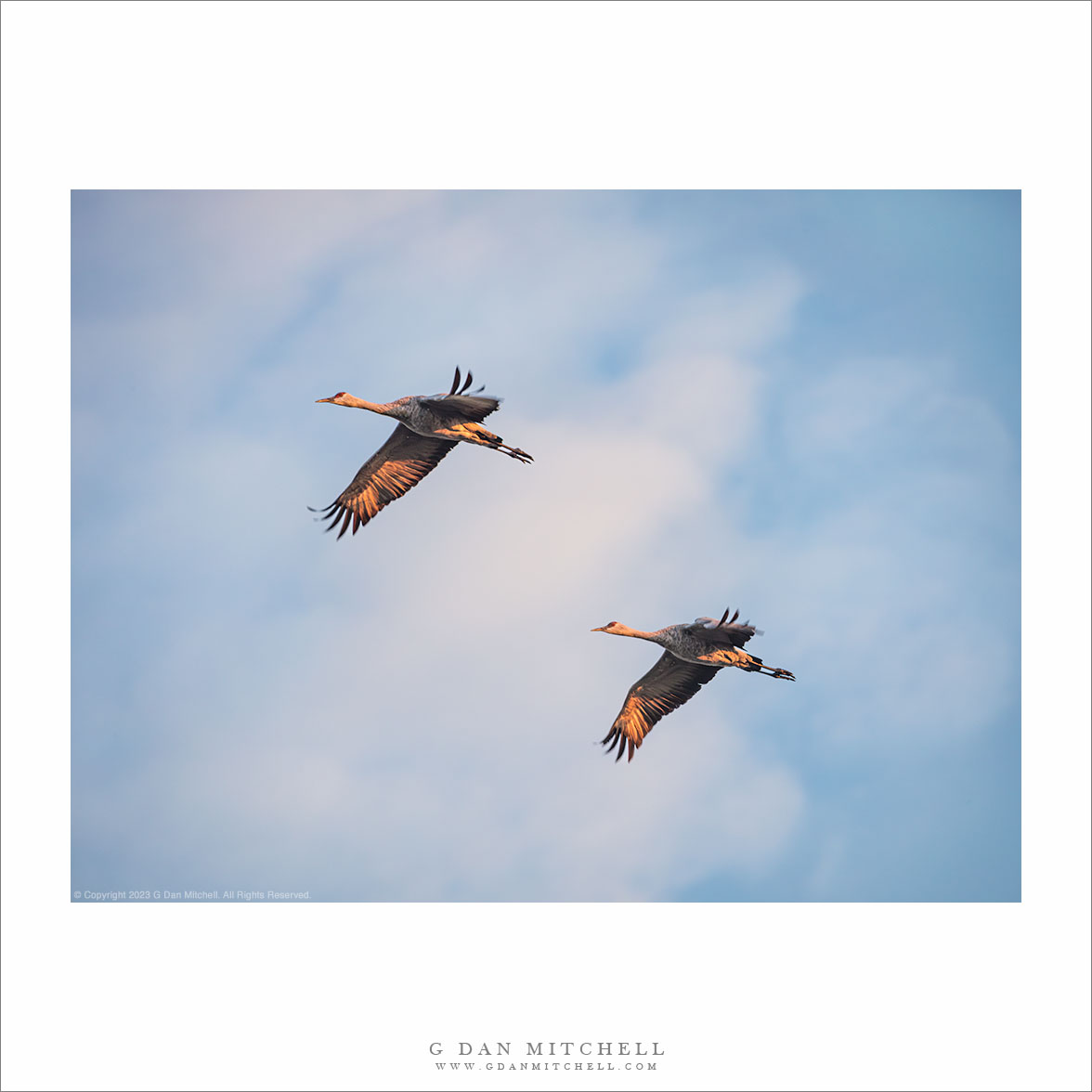 Two Cranes in Synchronized Flight