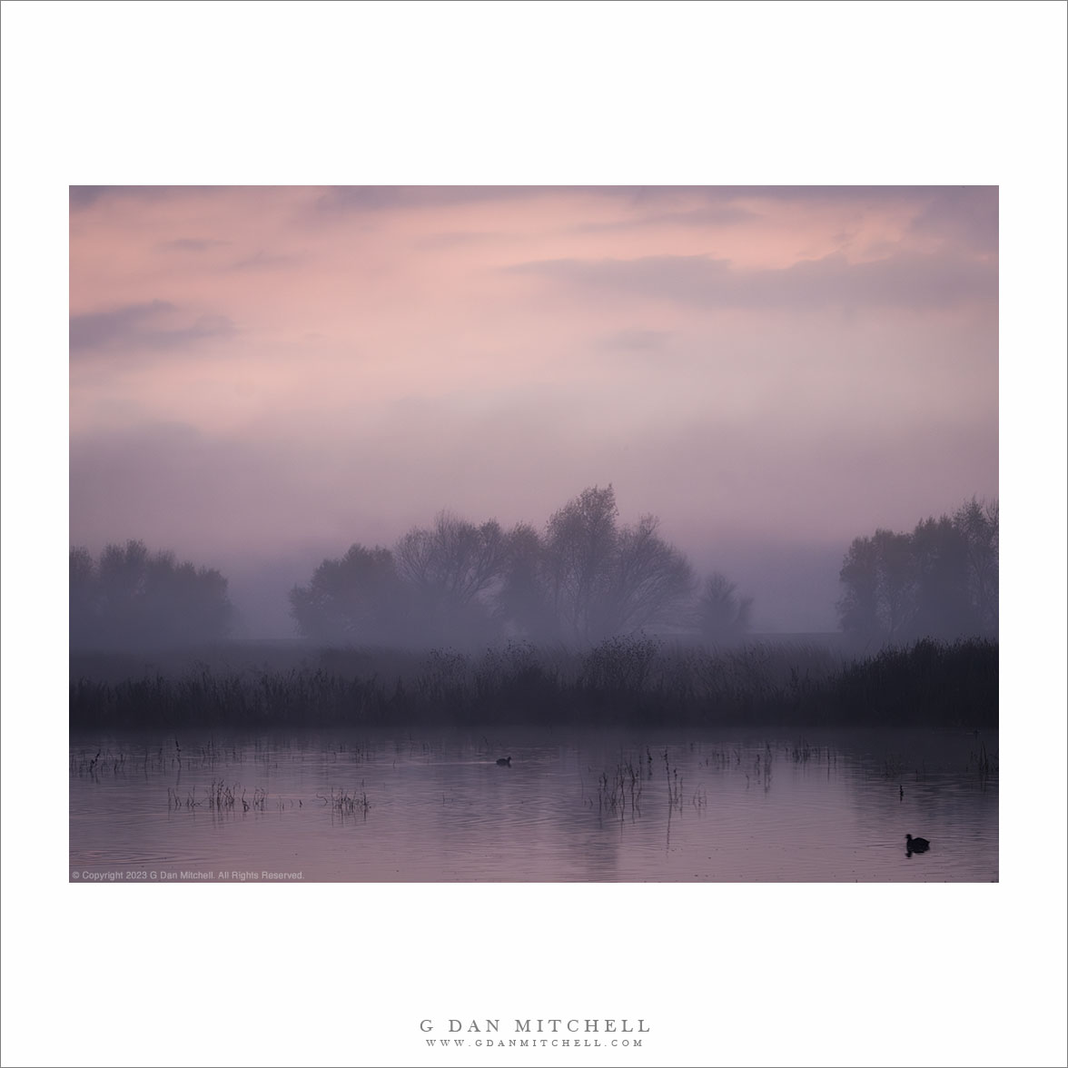 Wetlands, Dawn Light and Fog