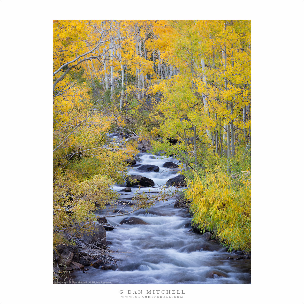 Autumn Leaves, Creek