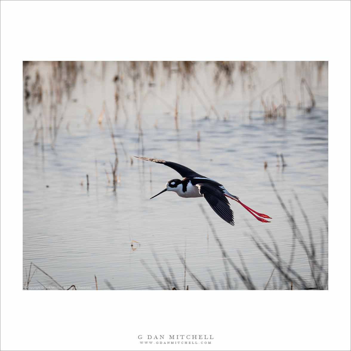 Black-Necked Stilt In Flight