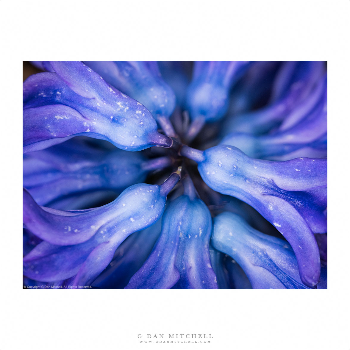 Blue Hyacinth