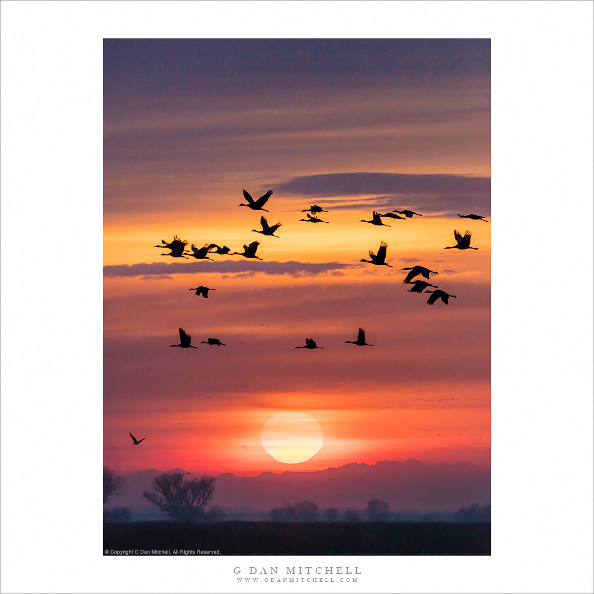 Cranes, Sunrise, Winter Sky