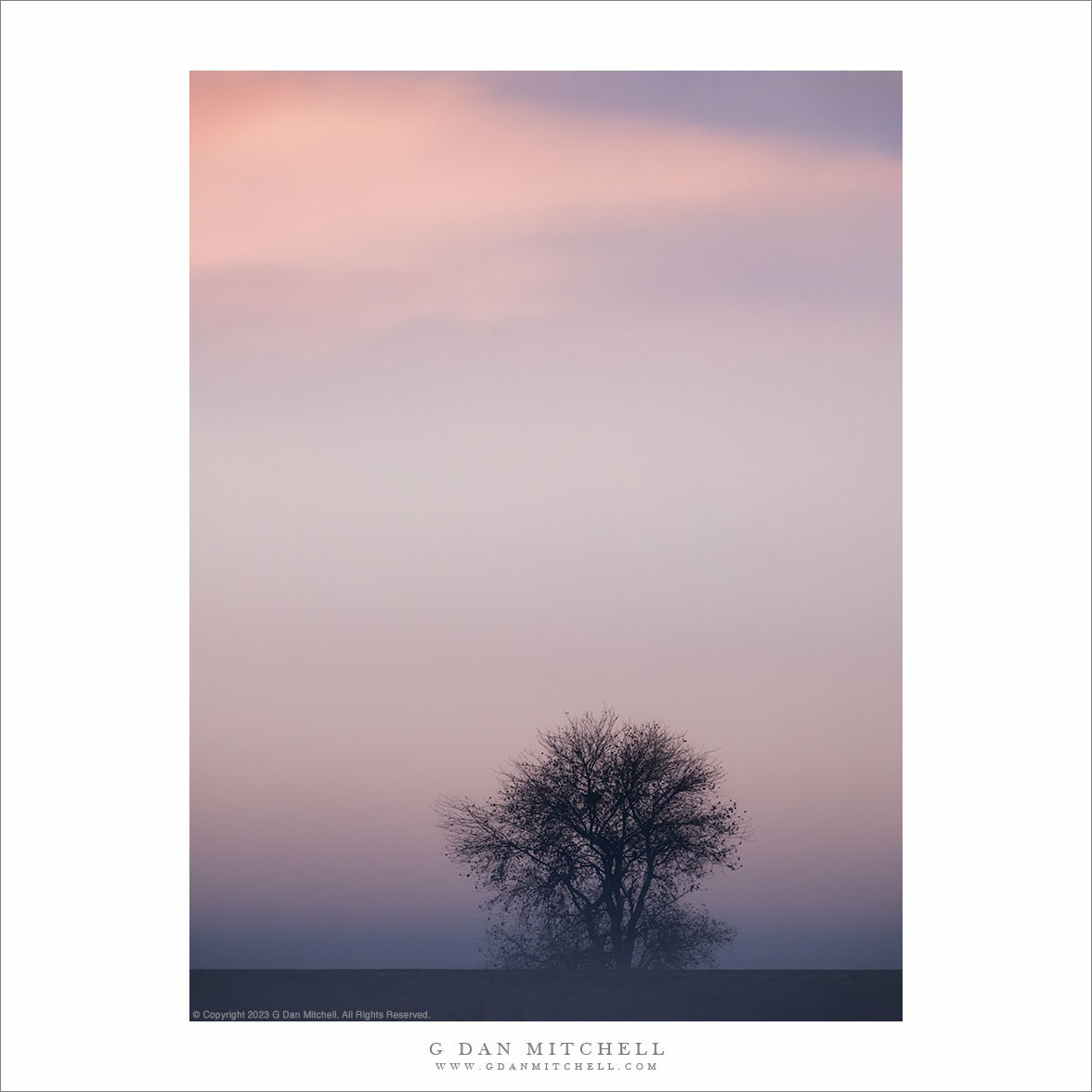 Lone Tree, Morning