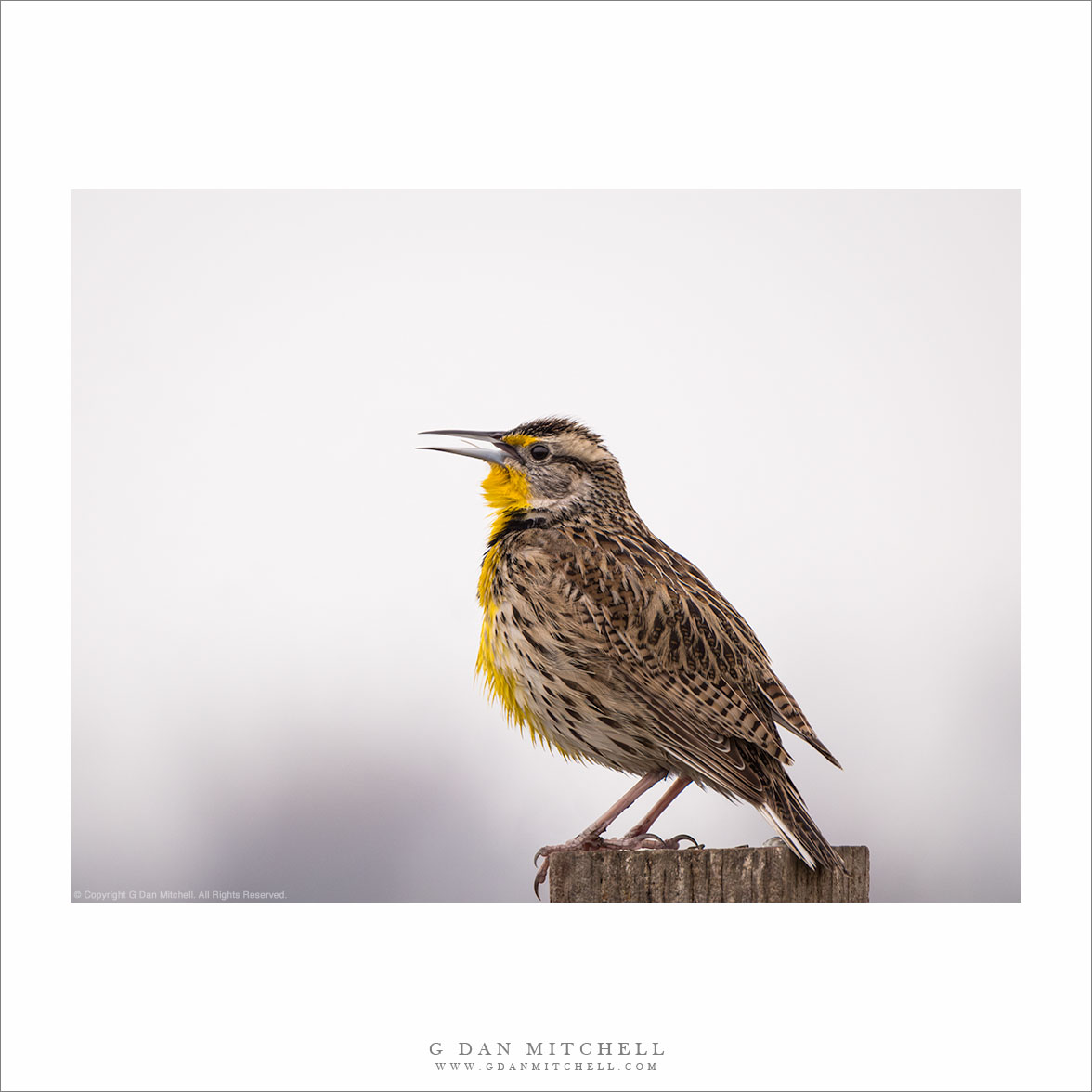 Meadowlark Song