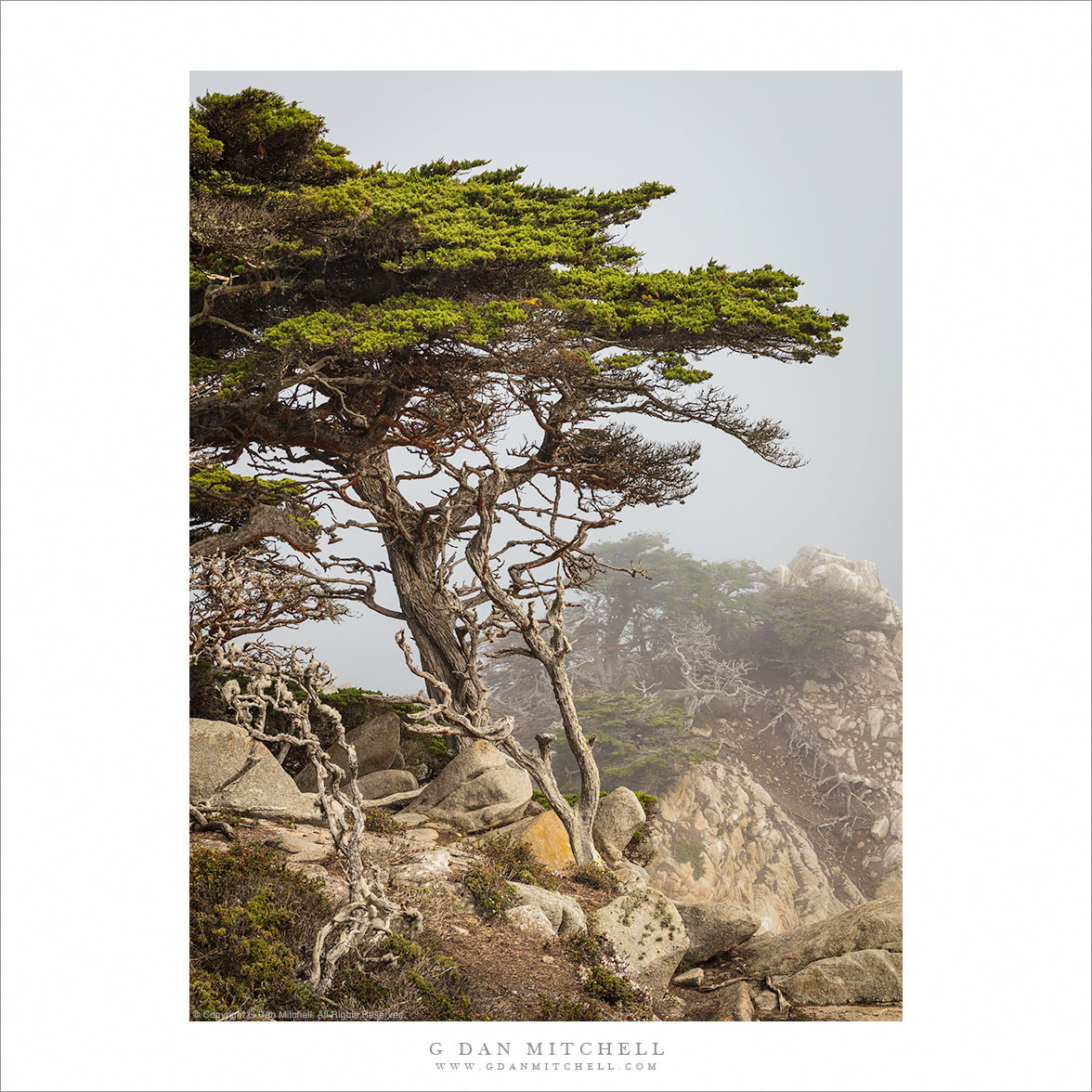 Monterey Cypress, Clearing Fog