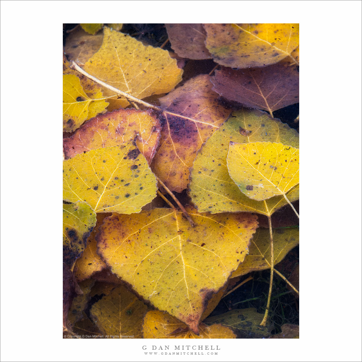 Submerged Autumn Leaves