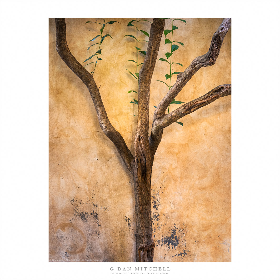 Tree and Wall