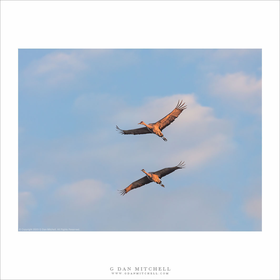 Two Cranes, Morning Sky