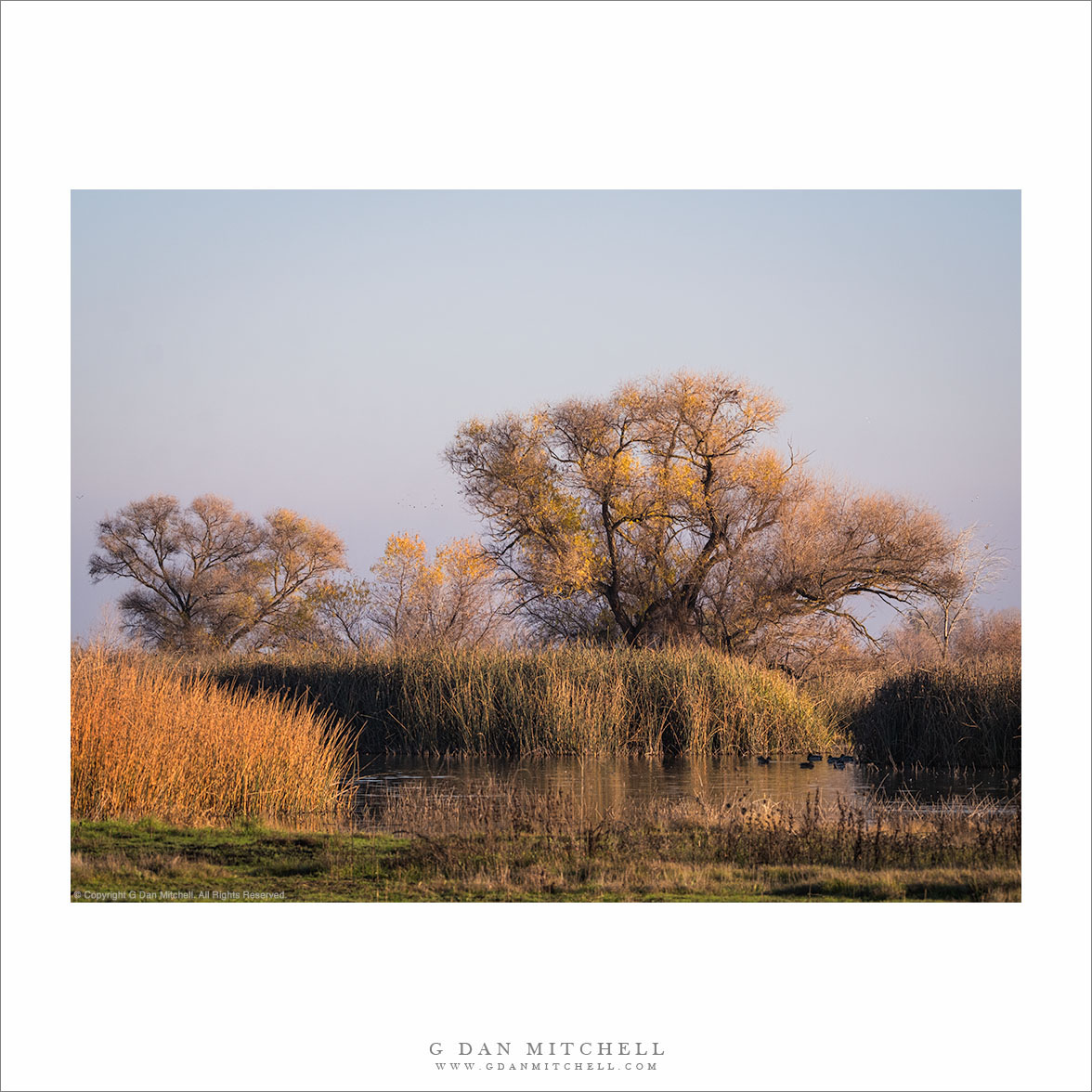 Wetland Trees