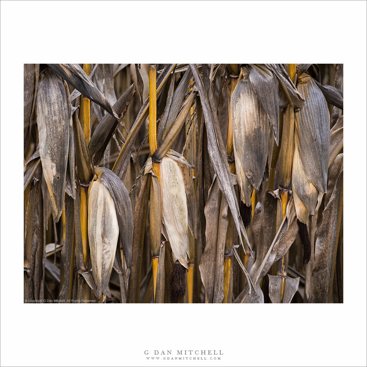 "Winter Corn" — Old corn left on the stalk in a winter field.