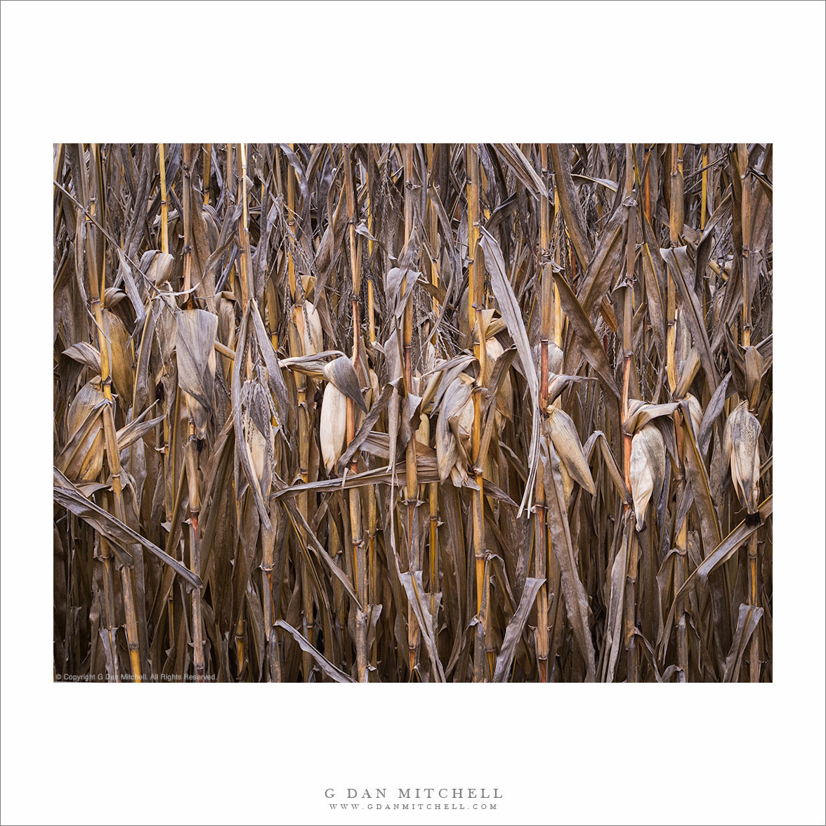 Winter Corn Stalks