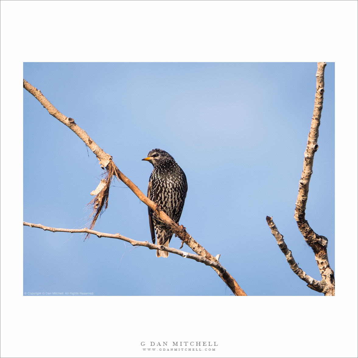 European Starling