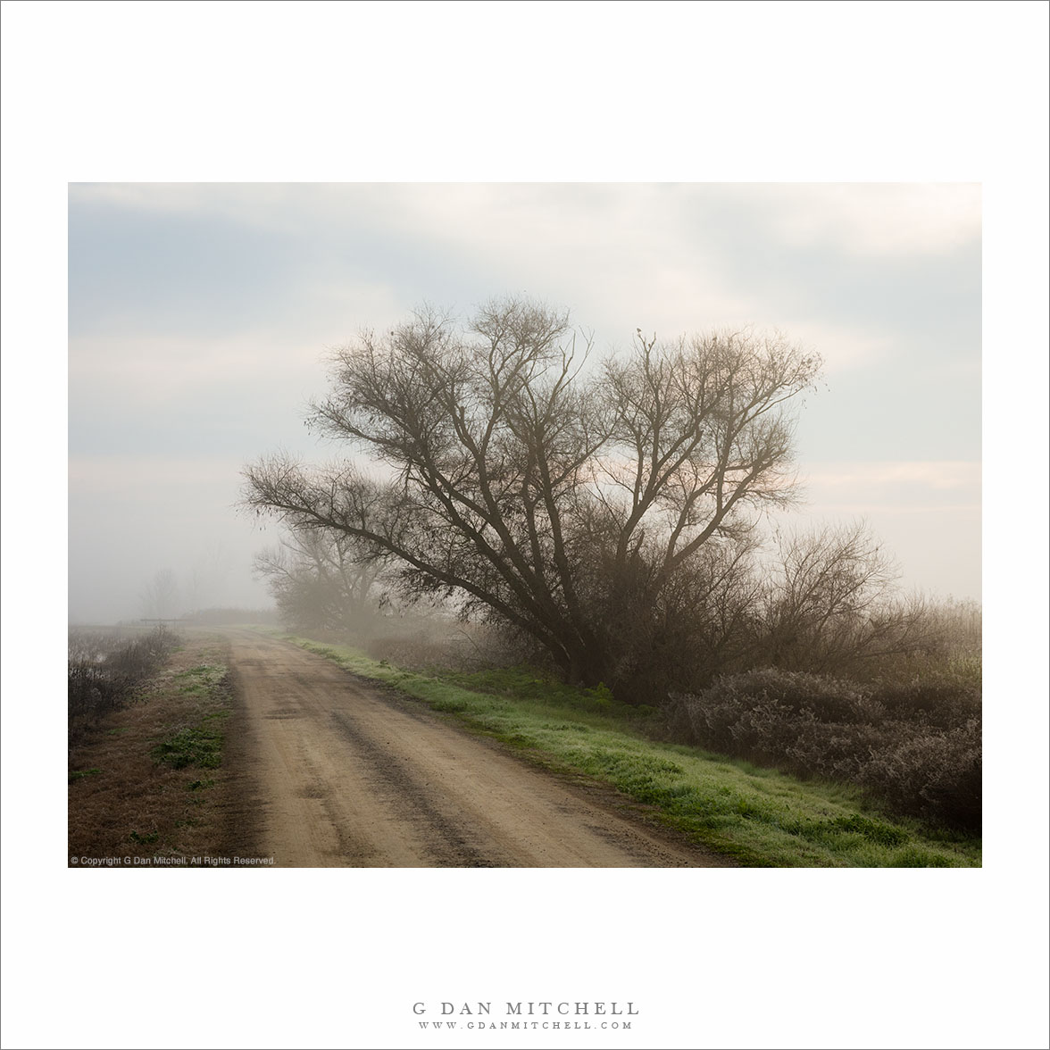 Levee Road, Tree, and Fog