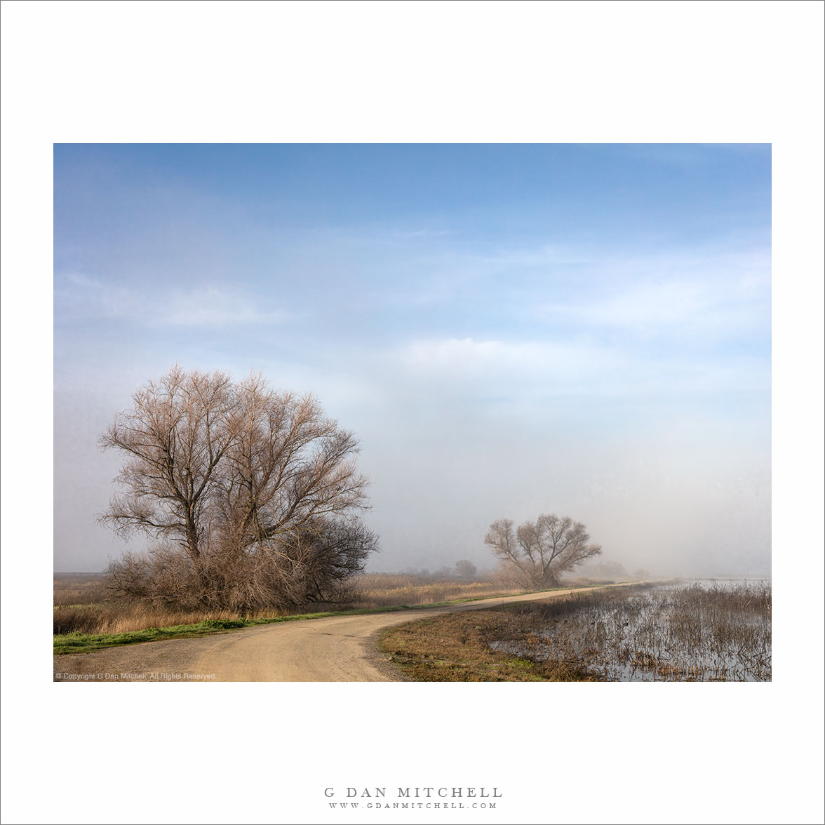 Levee Road, Trees, Fog