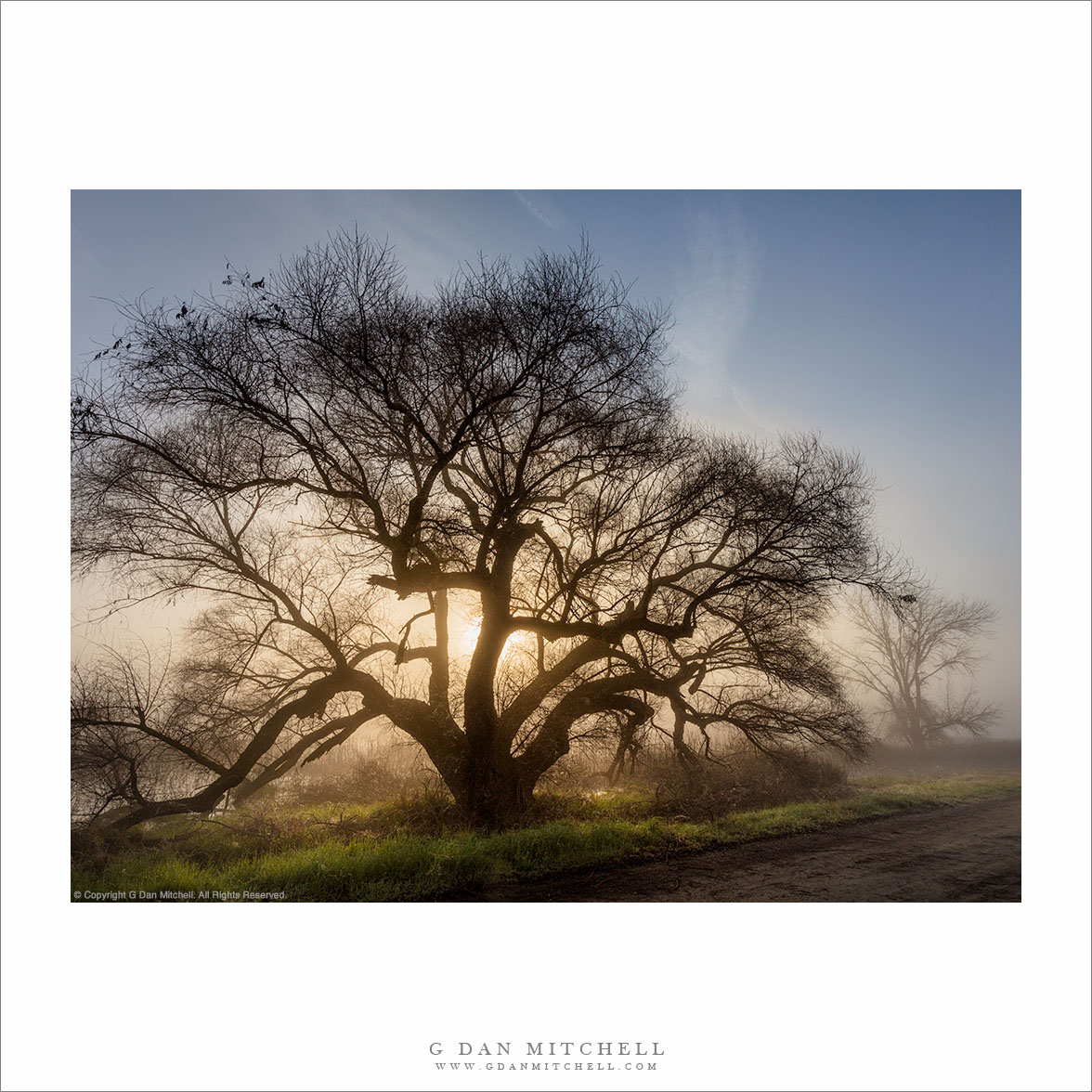 Old Tree, Sunrise