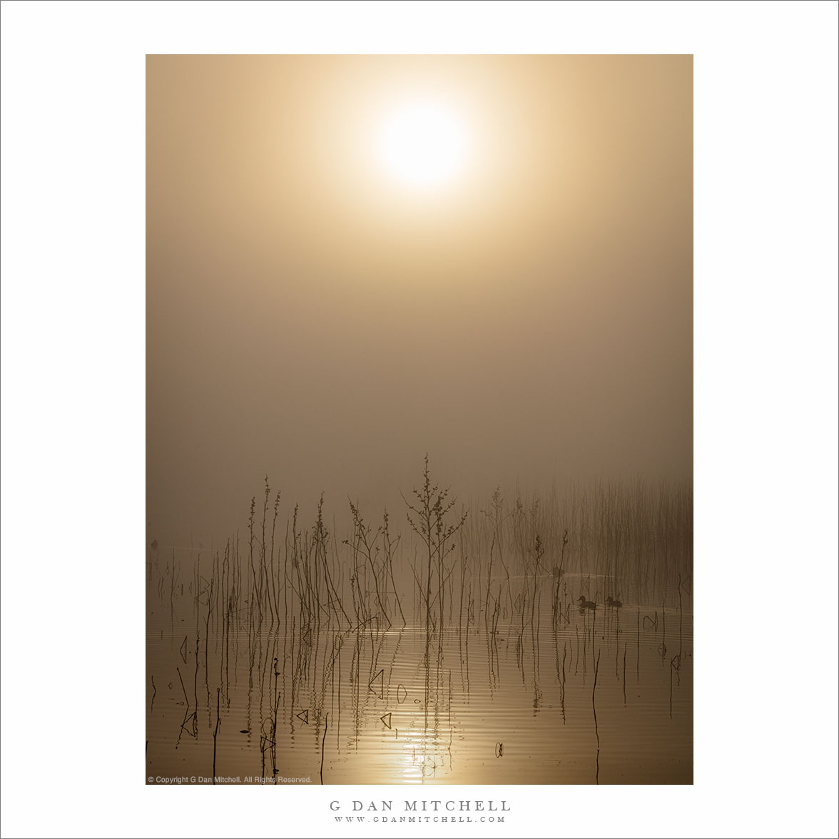 Pond, Fog, and Sun