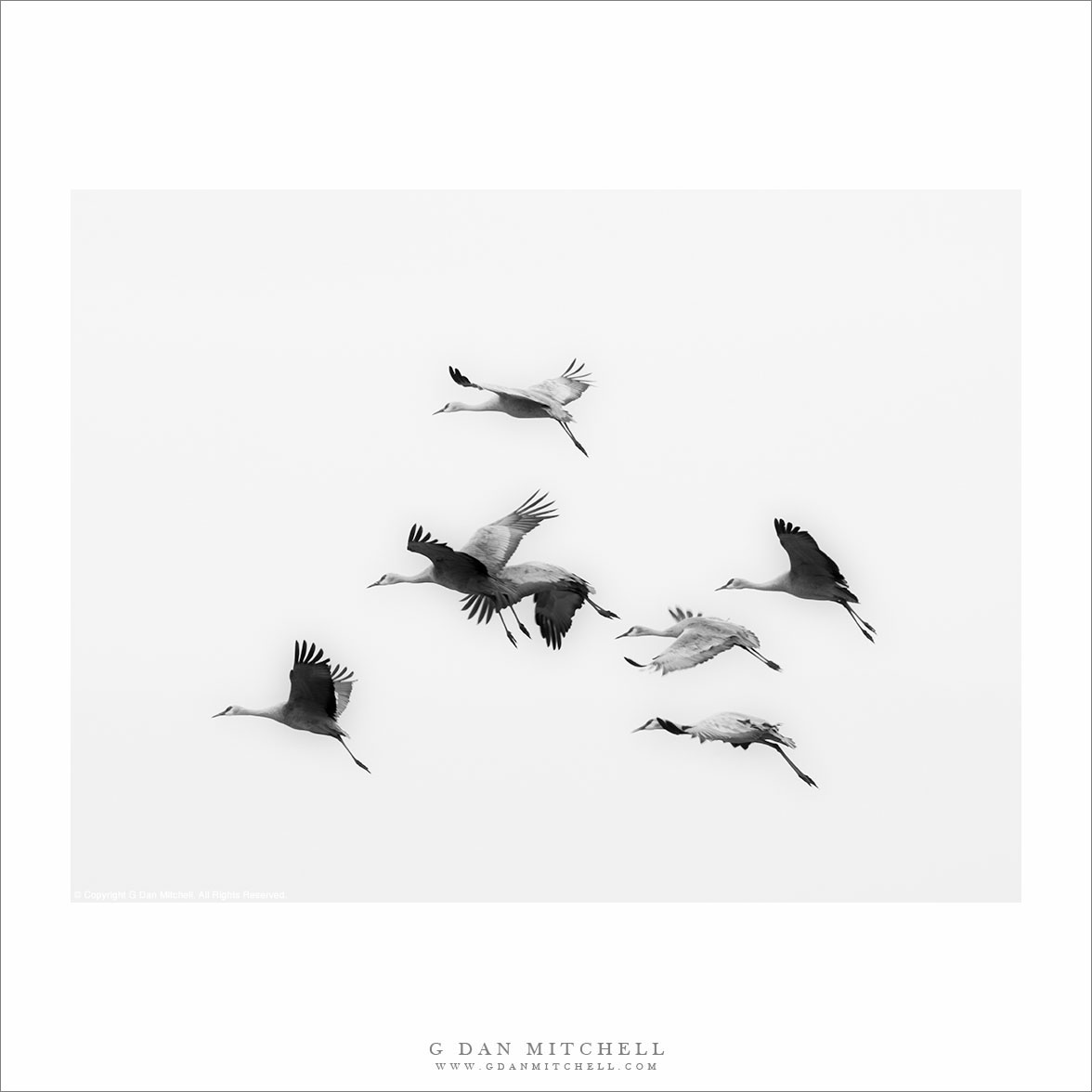 Flock of Cranes in Flight