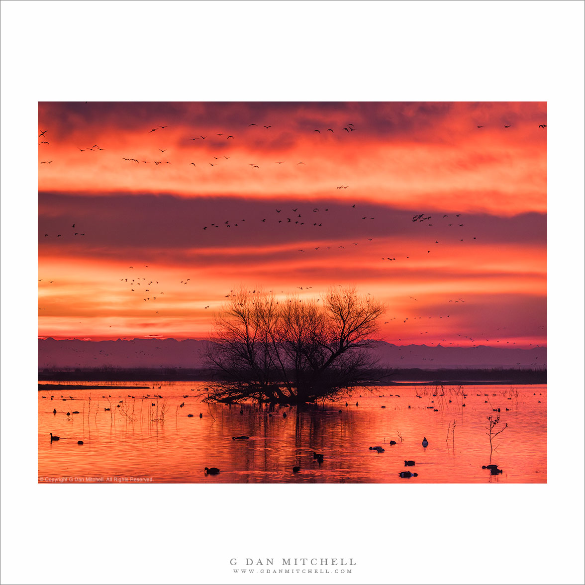 Sierra Silhouette, Wetlands Winter Sunrise