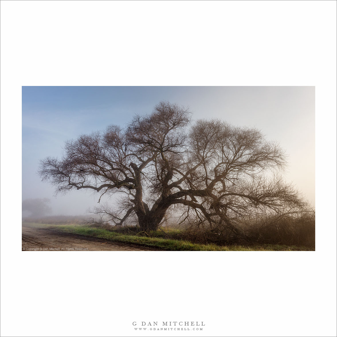 Sprawling Tree, Clearing Fog