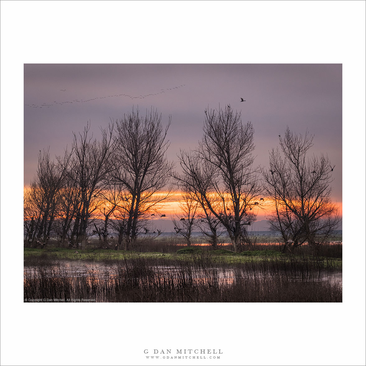 Wetland Pond and Trees, Dawn