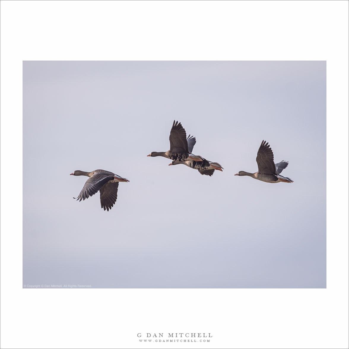 White-Fronted Geese