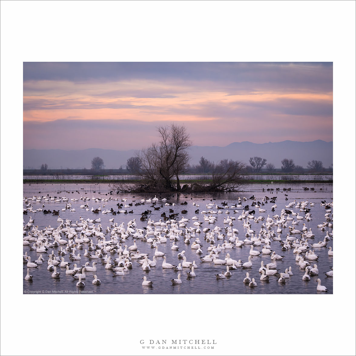 Winter Geese, Winter Pond