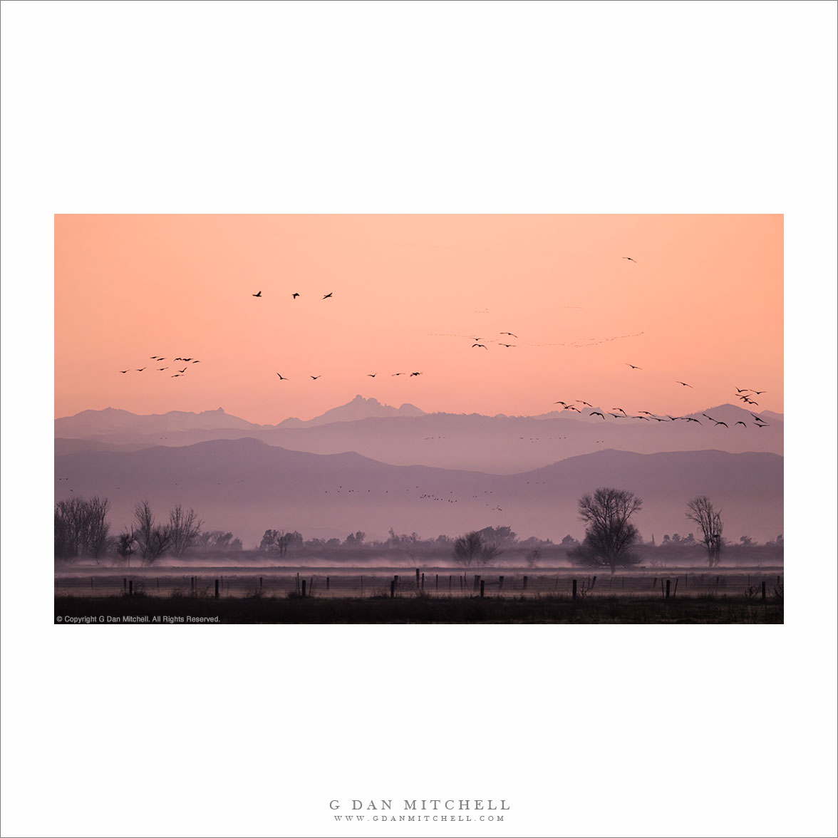 Winter Dawn, Central Valley