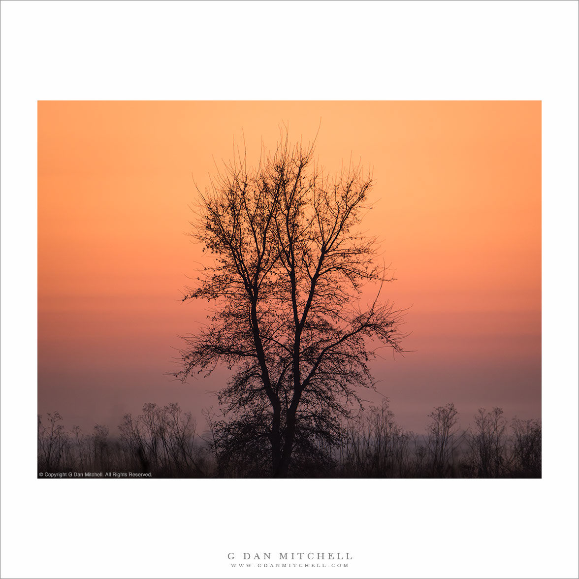 Winter Tree, Dawn Sky