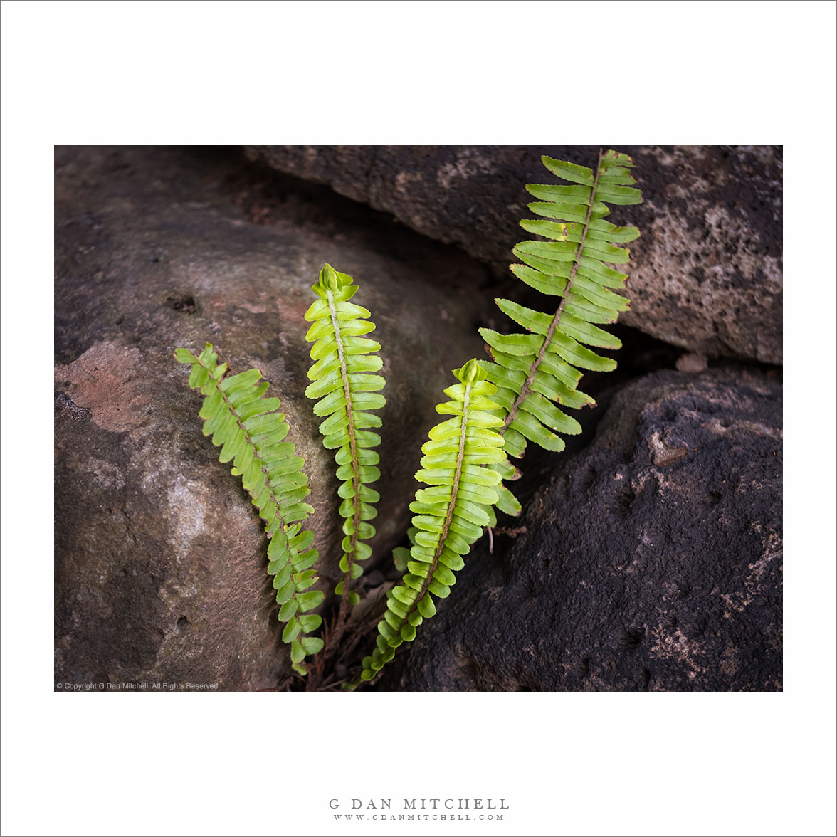 Fern and Rocks