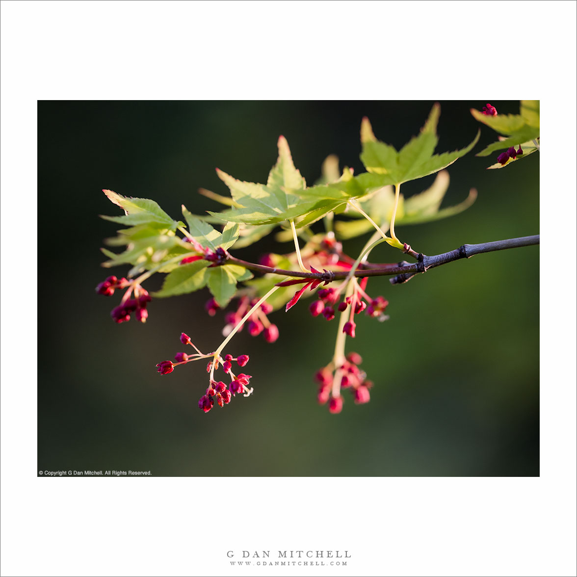 Japanese Maple, Spring